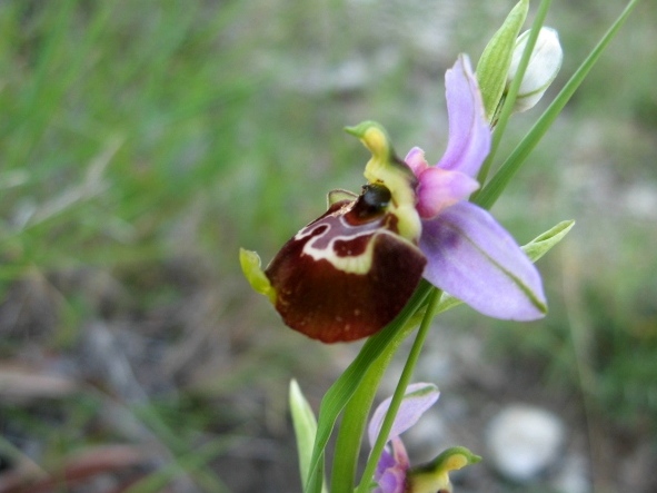 Ophrys holoserica, particolare